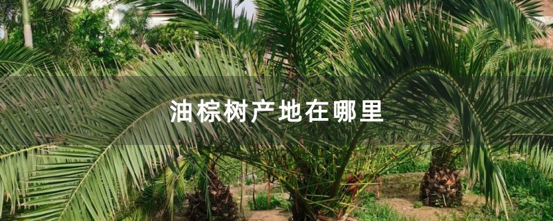 油棕树产地在哪里