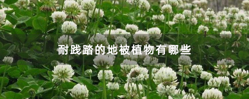 耐践踏的地被植物有哪些