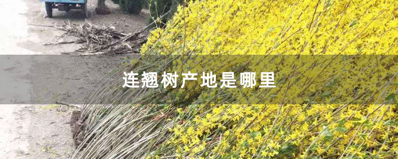 连翘树产地是哪里