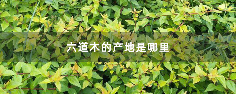 六道木的产地是哪里