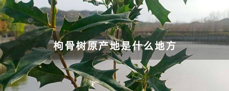 枸骨树原产地是什么地方