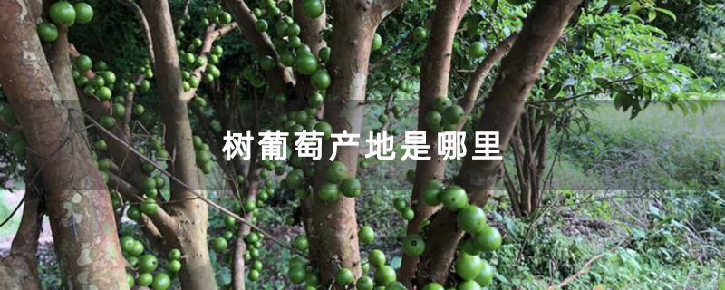 树葡萄产地是哪里