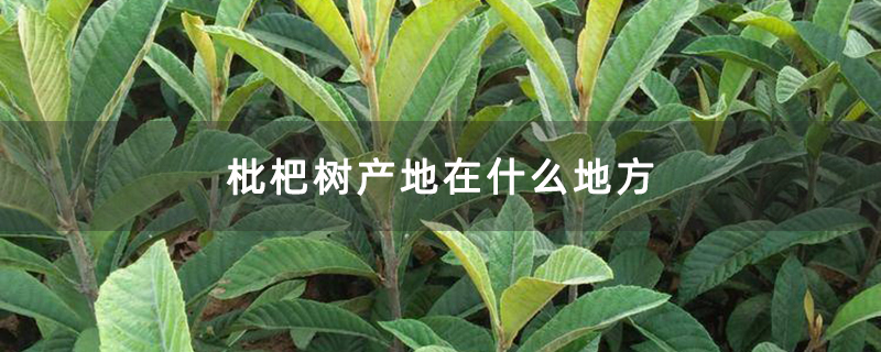 枇杷树产地在什么地方