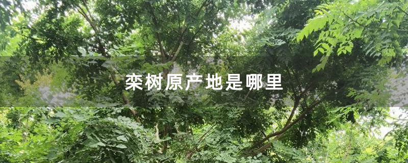 栾树原产地是哪里