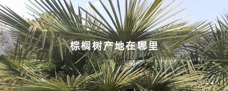 棕榈树产地在哪里