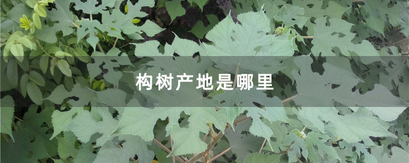 构树产地是哪里