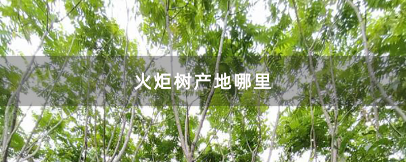 火炬树产地哪里
