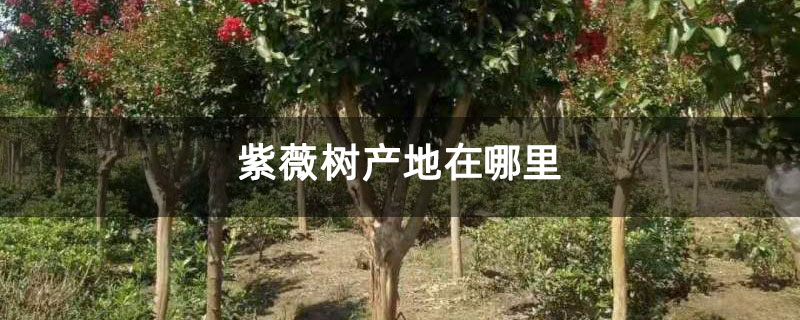 紫薇树产地在哪里