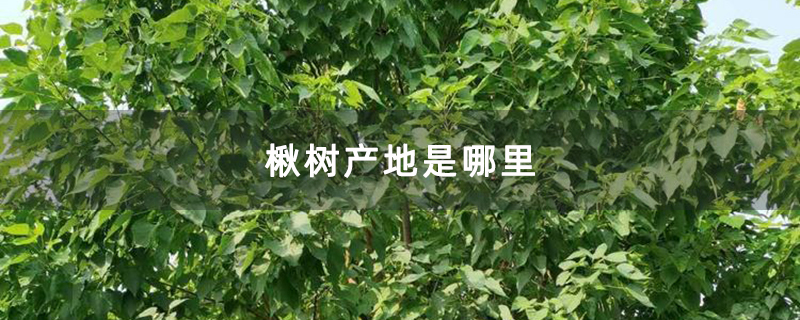 楸树产地是哪里