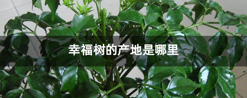 幸福树的产地是哪里