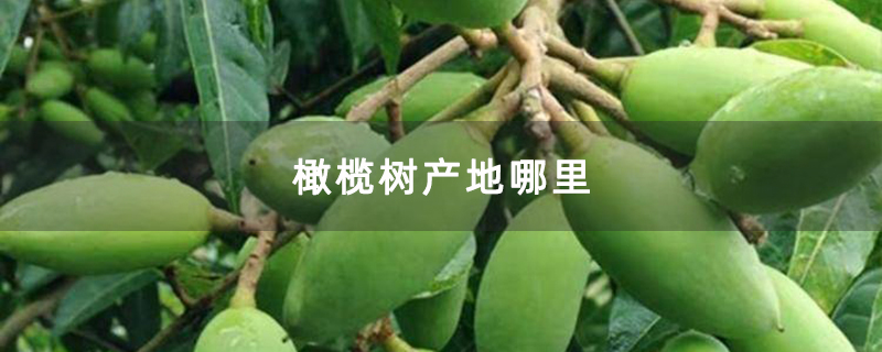 橄榄树产地哪里