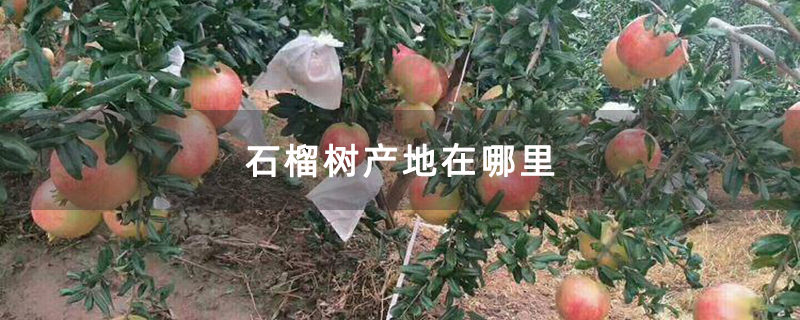 石榴树产地在哪里