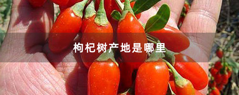 枸杞树产地是哪里