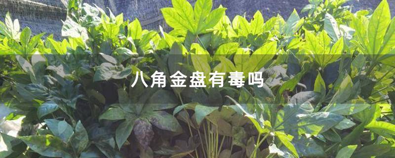 八角金盘有毒吗