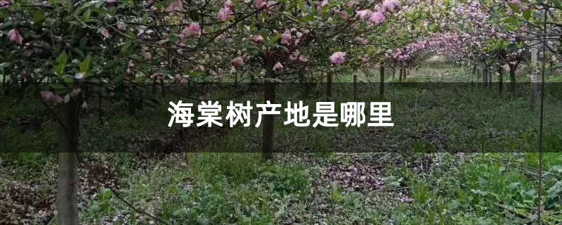 海棠树产地是哪里