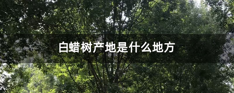 白蜡树产地是什么地方