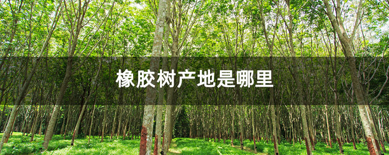 橡胶树产地是哪里