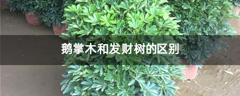 鹅掌木和发财树的区别