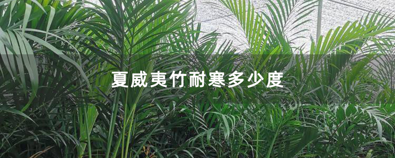 夏威夷竹耐寒多少度