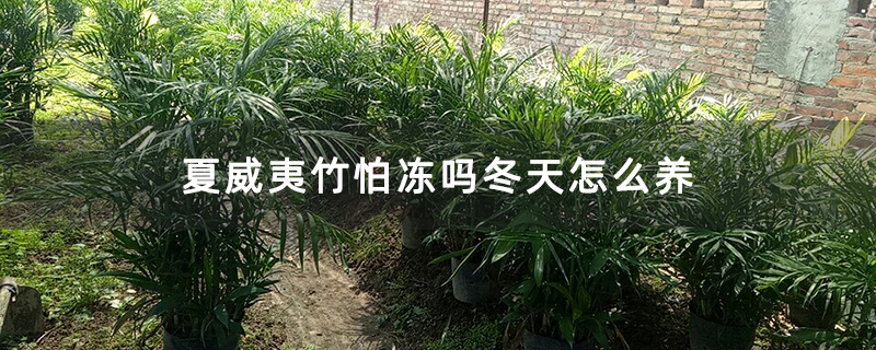 夏威夷竹怕冻吗冬天怎么养