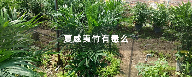 夏威夷竹有毒么