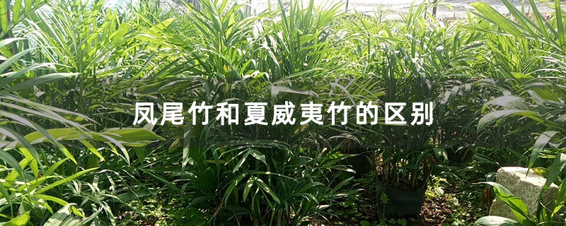凤尾竹和夏威夷竹的区别