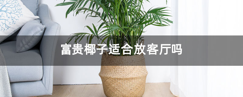 富贵椰子适合放客厅吗 富贵椰子适合放客厅吗
