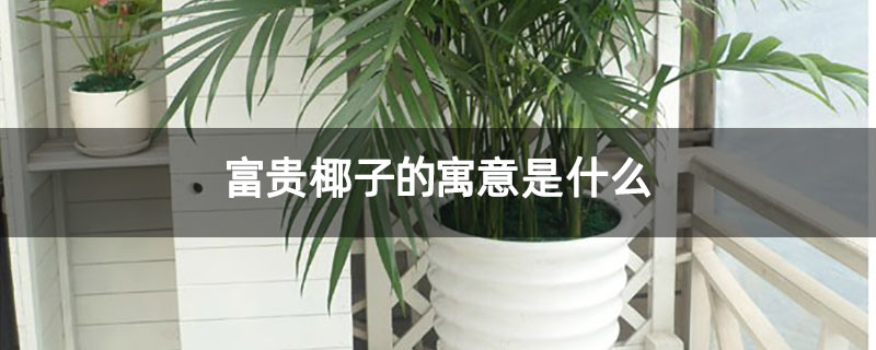 富贵椰子的寓意是什么