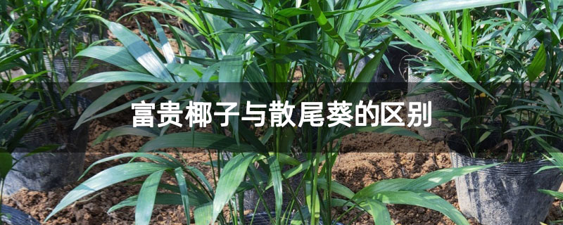 富贵椰子与散尾葵的区别