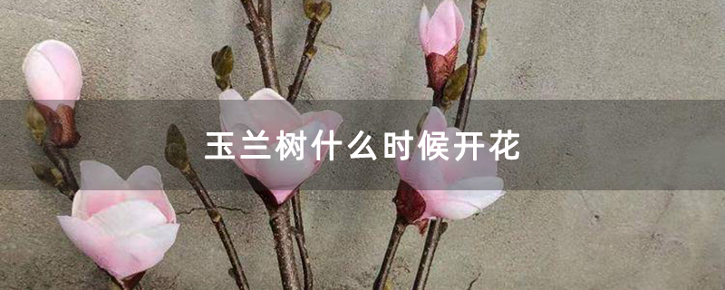 玉兰树什么时候开花
