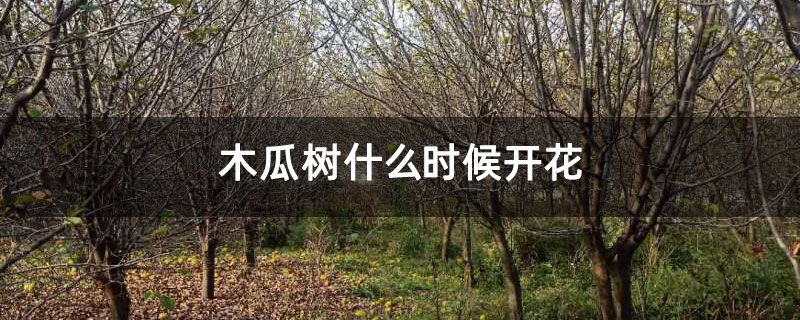 木瓜树什么时候开花