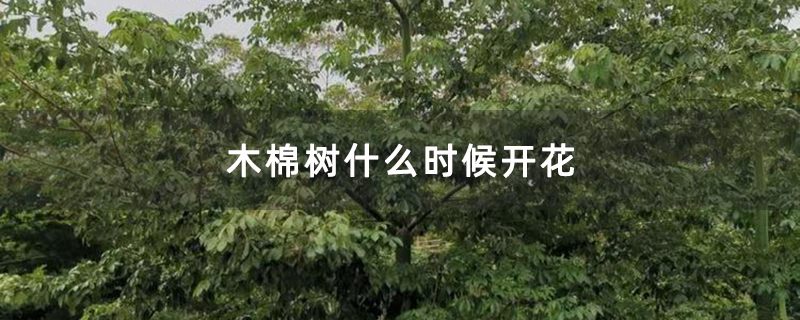 木棉树什么时候开花