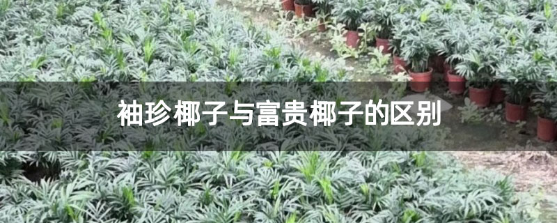 袖珍椰子与富贵椰子的区别