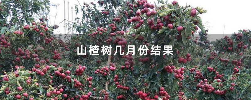 山楂树几月份结果