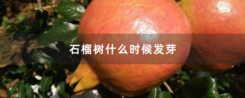 石榴树什么时候发芽