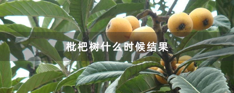 枇杷树什么时候结果