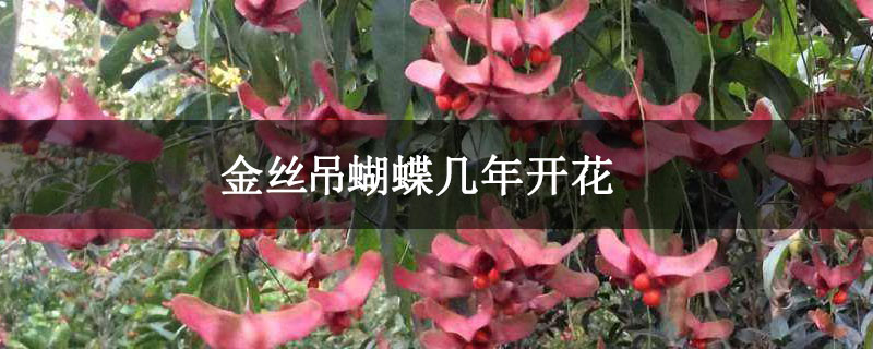 金丝吊蝴蝶几年开花