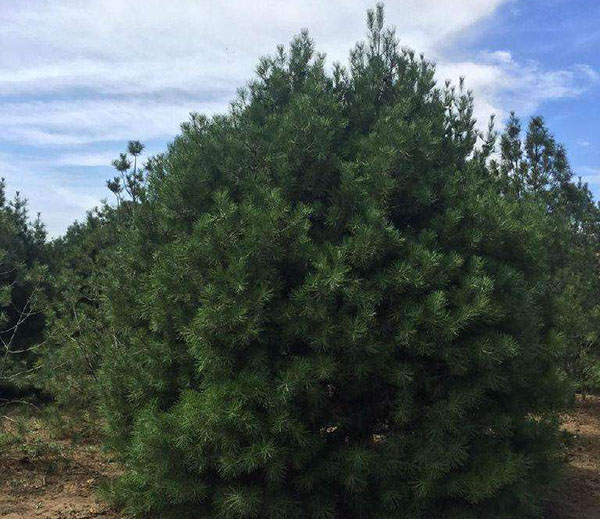 白皮松是什么植物？白皮松是常绿还是落叶乔木