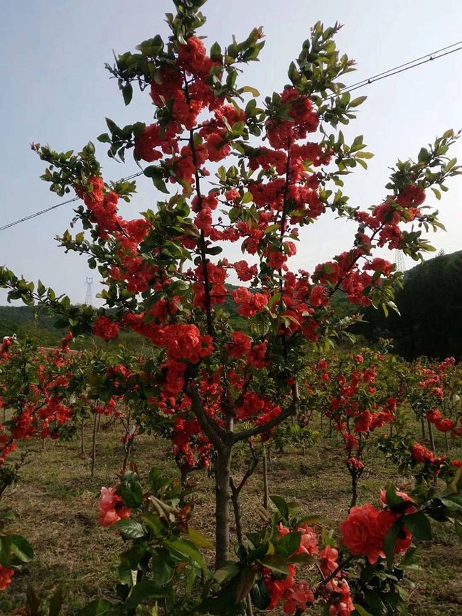 富贵王子海棠什么时间开花？富贵王子海棠花期