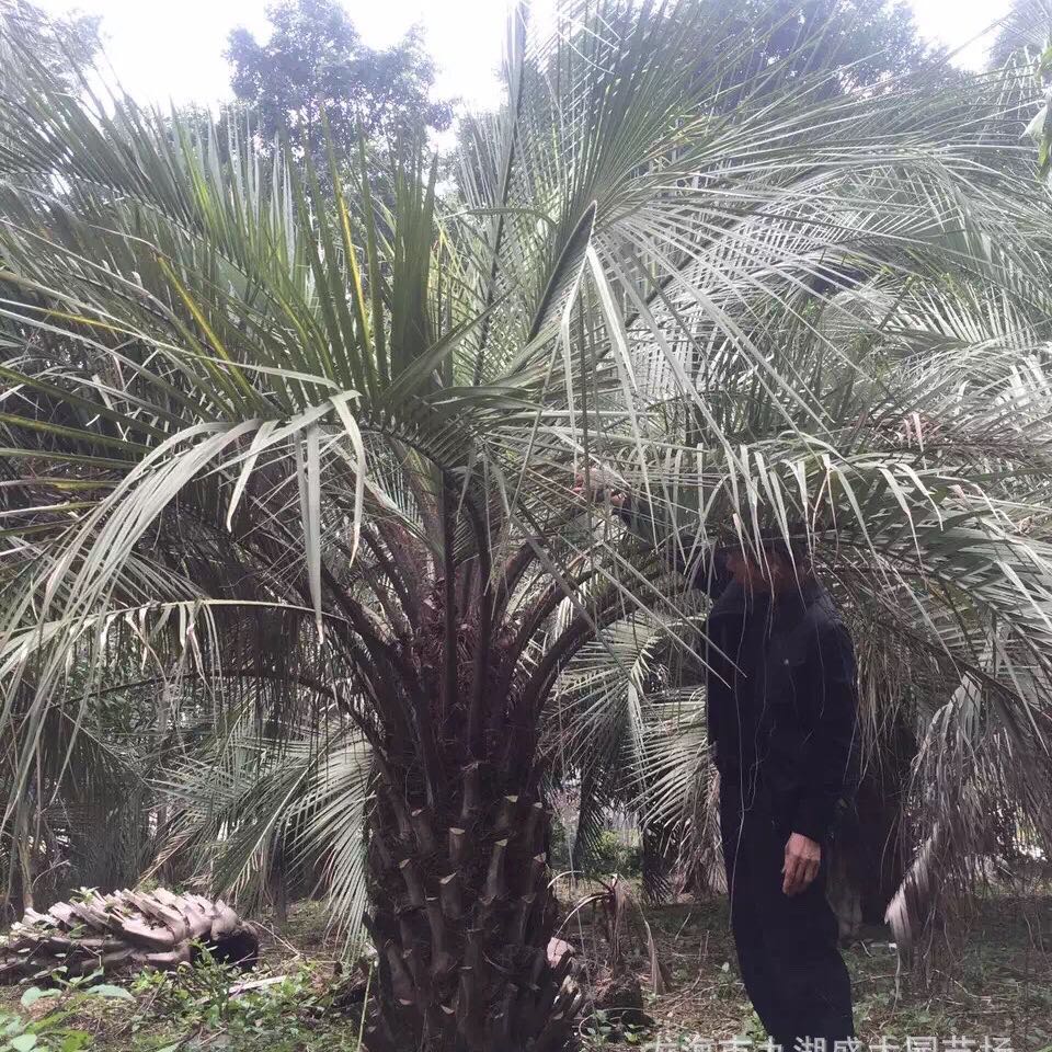布迪椰子树果实叫什么?布迪椰子树果实能吃吗?