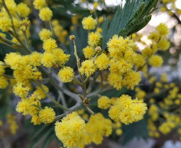 银荆树种几年开花？银荆树花期介绍