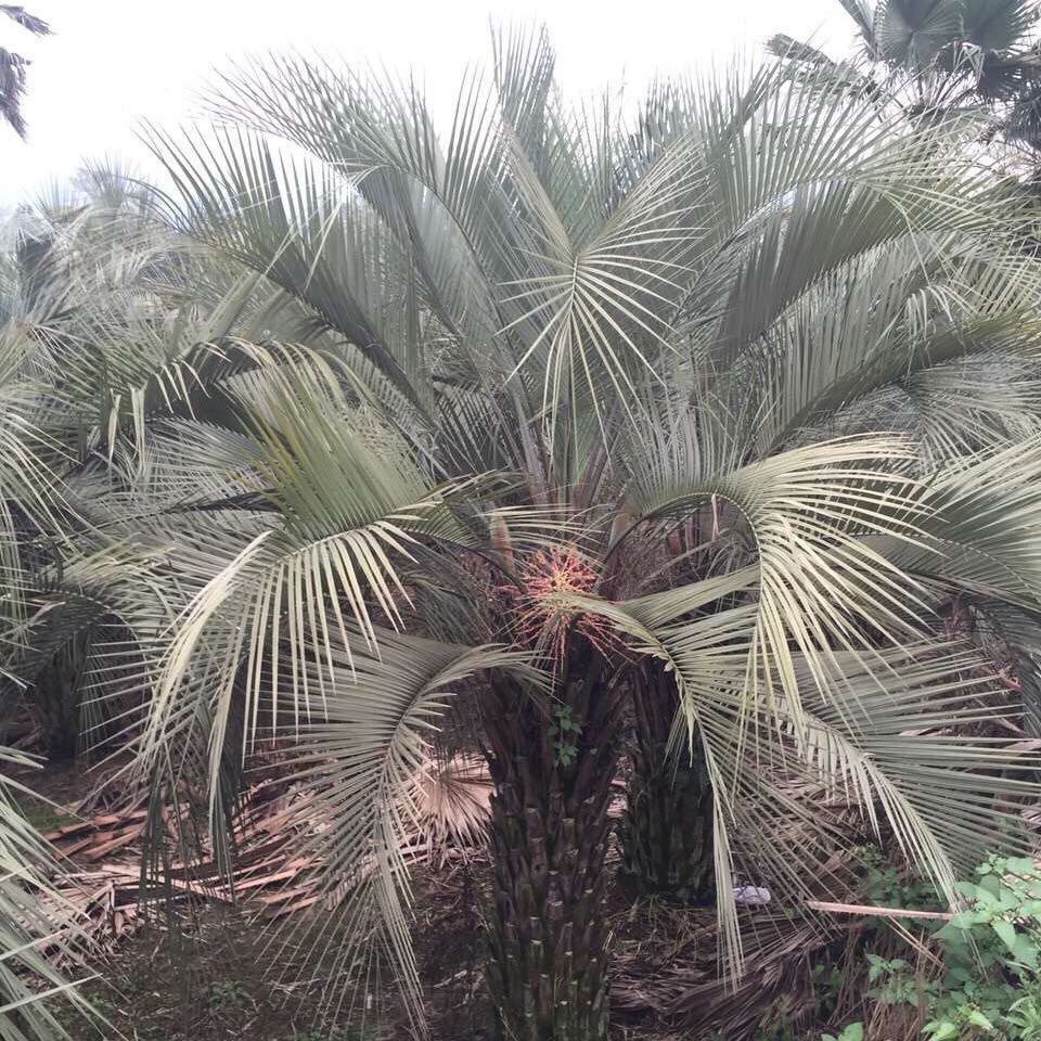 布迪椰子树果实叫什么?布迪椰子树果实能吃吗?