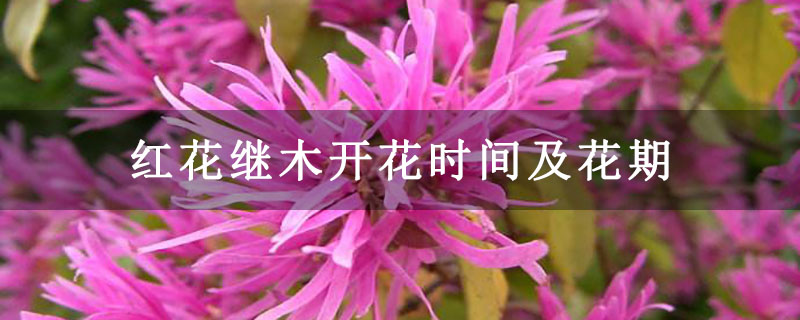 红花继木开花时间及花期