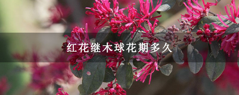 红花继木球花期多久