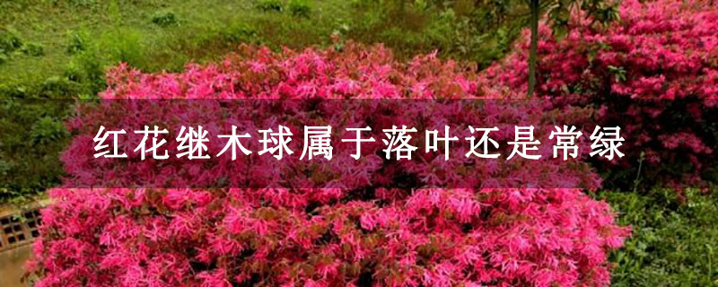 红花继木球属于落叶还是常绿
