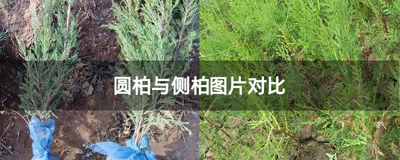 圆柏与侧柏图片对比