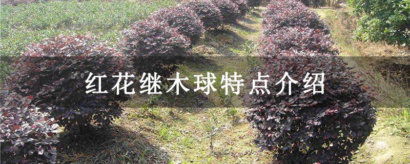红花继木球特点介绍