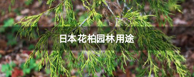 日本花柏园林用途