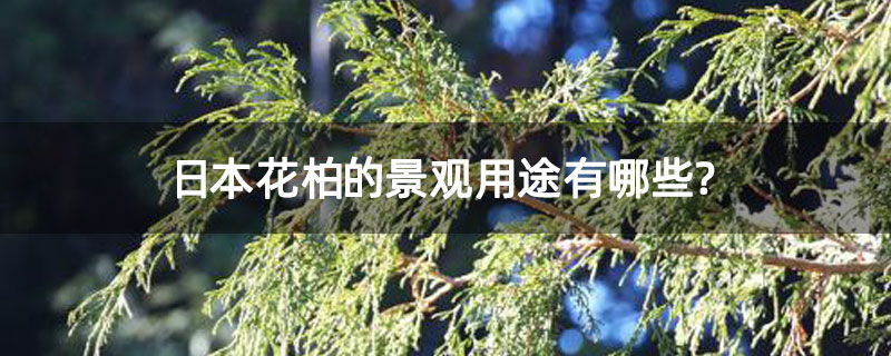 日本花柏的景观用途有哪些