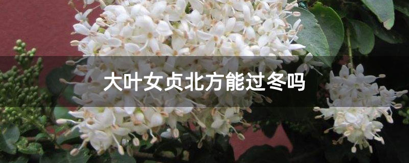 大叶女贞北方能过冬吗